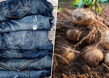 Una papa necesita hasta 25 litros de agua para su producción y unos jeans 4 mil litros