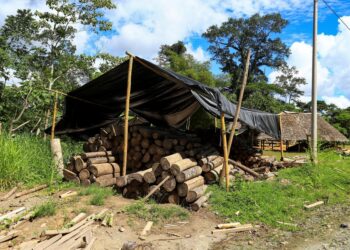 Tala ilegal: desastre ambiental asociado a la criminalidad