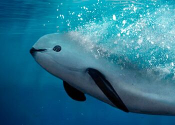 México ha quedado a deber en la defensa de la vaquita marina y el pez totoaba: EU