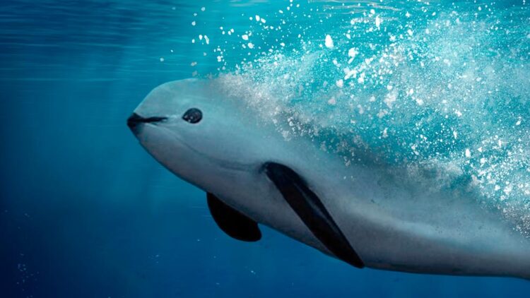 México ha quedado a deber en la defensa de la vaquita marina y el pez totoaba: EU