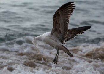 Más de 140 millones de toneladas de plásticos contaminan ya los ríos, océanos y lagos del planeta