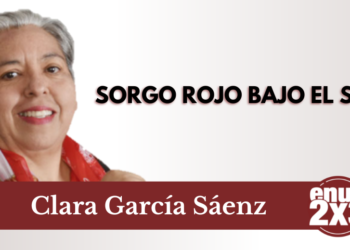Sorgo rojo bajo el sol
