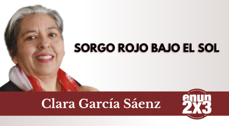Sorgo rojo bajo el sol