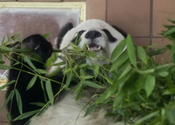 Muere la panda gigante más longeva de México