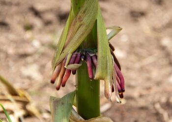 Obtiene la UAT una nueva variedad de maíz nativo