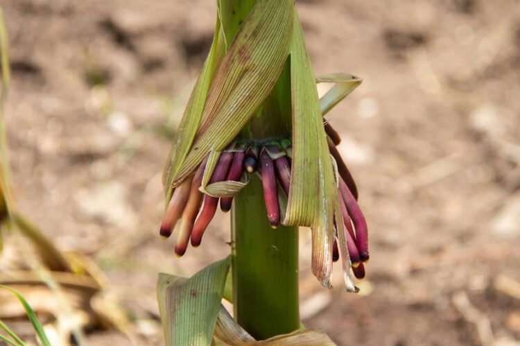 Obtiene la UAT una nueva variedad de maíz nativo