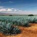 La industria tequilera en México certifica sus agaves para evitar un impacto ambiental