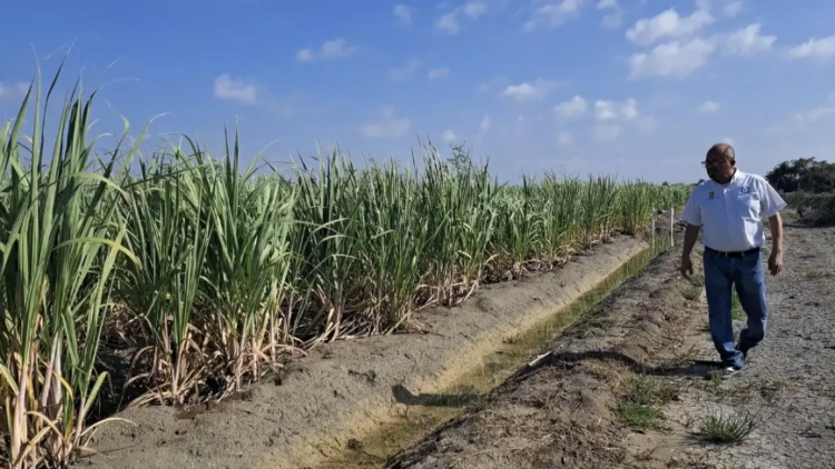 Desarrolla la UAT nuevas variedades de caña de azúcar en El Mante