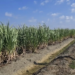 Desarrolla la UAT nuevas variedades de caña de azúcar en El Mante