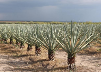 Investigadores de la UAT estudian el aprovechamiento del henequén