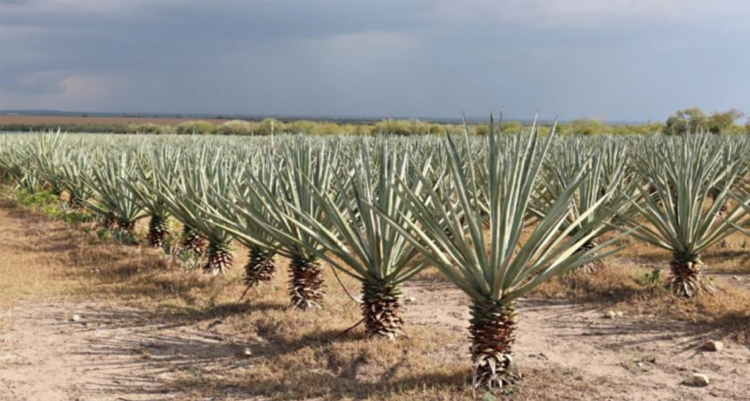 Investigadores de la UAT estudian el aprovechamiento del henequén