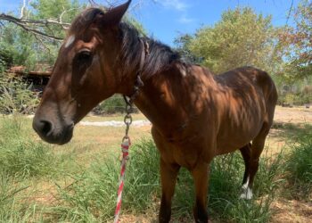 Prohibido en Reynosa uso de tracción animal