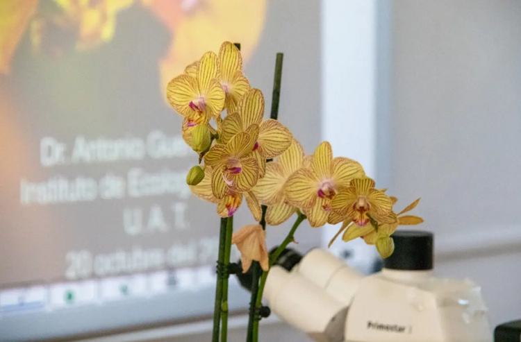 Promueve UAT el cultivo y conservación de orquídeas