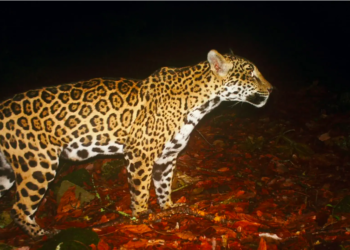 Estudia UAT poblaciones de jaguar en corredor biológico tamaulipeco