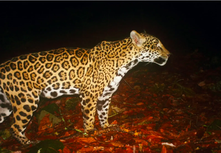 Estudia UAT poblaciones de jaguar en corredor biológico tamaulipeco