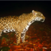 Estudia UAT poblaciones de jaguar en corredor biológico tamaulipeco