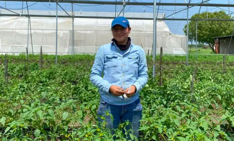 Identifica UAT plantas con potencial bioinsecticida
