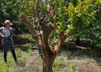 Desarrolla la UAT un proyecto para evaluar los residuos contaminantes de agroquímicos en el suelo