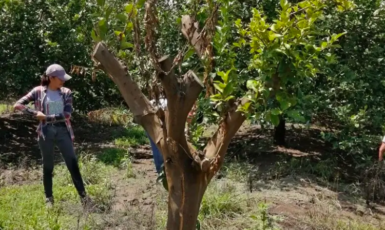 Desarrolla la UAT un proyecto para evaluar los residuos contaminantes de agroquímicos en el suelo