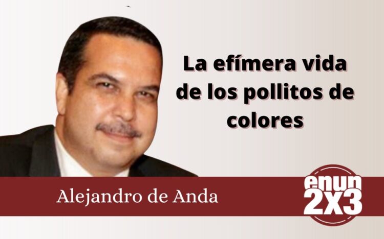 La efímera vida de los pollitos de colores