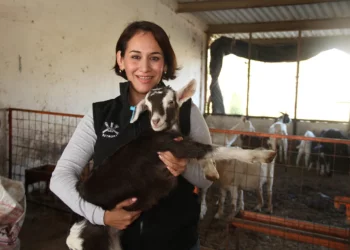 Produce la UAT cabritos de calidad suprema