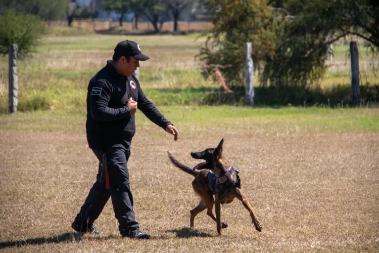 Estudiante de la UAT aporta su experiencia en adiestramiento canino al servicio comunitario