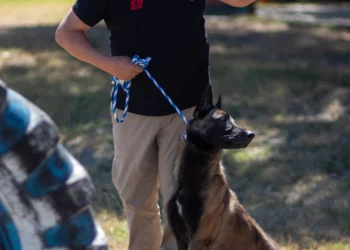 Implementa la UAT cursos de adiestramiento canino