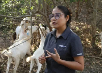 Analiza UAT innovaciones de mejoramiento para la producción caprina