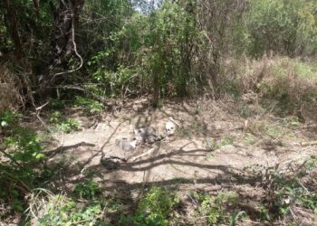 Una osamenta más encontrada en Reynosa por colectivo de desaparecidos