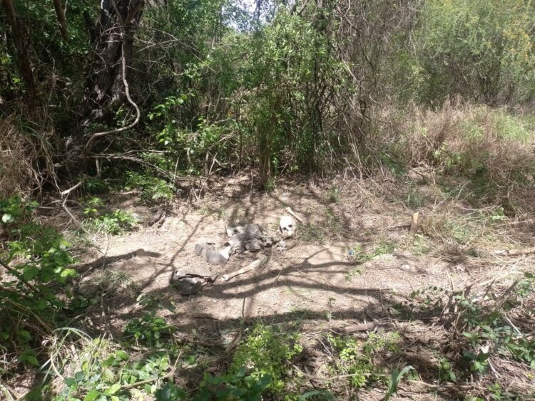 Una osamenta más encontrada en Reynosa por colectivo de desaparecidos