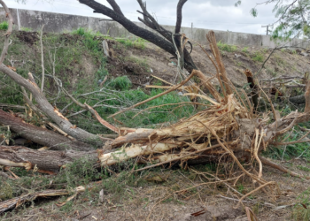 Ayuntamiento de Matamoros destruye casi un kilómetro de bosque urbano por “limpieza de maleza”