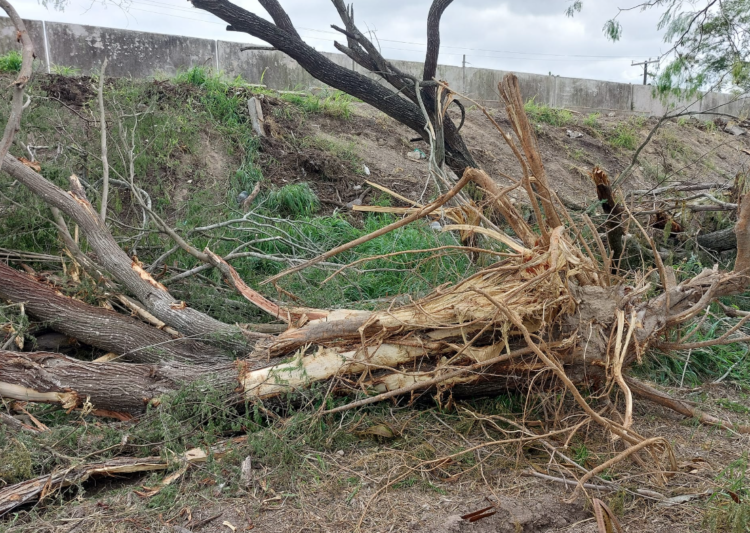 Ayuntamiento de Matamoros destruye casi un kilómetro de bosque urbano por “limpieza de maleza”