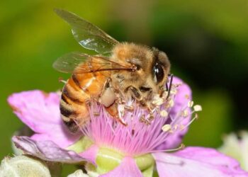 Invitan a conferencia sobre las abejas nativas