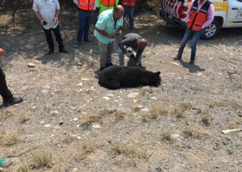 Encuentran oso muerto en la Carretera Federal 83