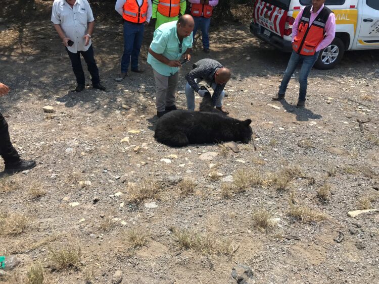 Encuentran oso muerto en la Carretera Federal 83