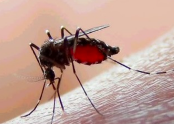 Existe riesgo de que dengue se convierta en epidemia, reconoce Salud