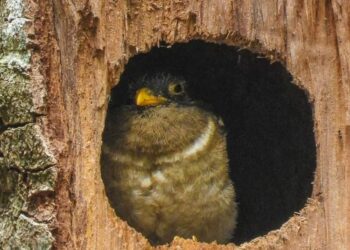 Participa UAT en Gran Conteo Mundial de Aves