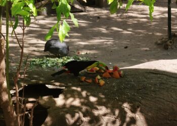 Zoológico de Tamatán investiga mortandad de aves