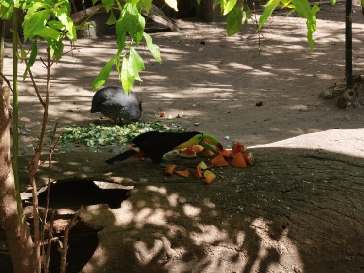 Zoológico de Tamatán investiga mortandad de aves