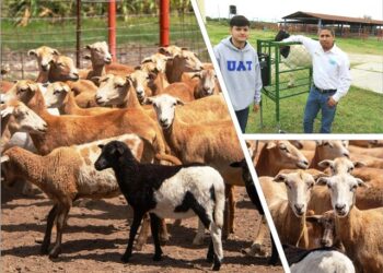 Estudiante de la UAT desarrolla innovador sistema de monitoreo de alimentación de borregos