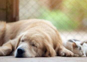 Emite Gobierno de Reynosa recomendaciones para combatir el calor en mascotas