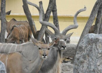 Investigan ‘desaparición’ de animales en el Zoológico de Tamatán