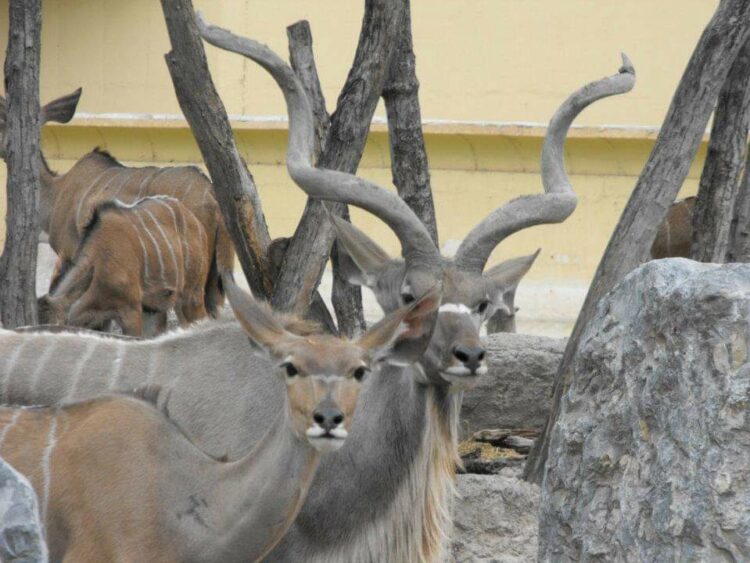 Investigan ‘desaparición’ de animales en el Zoológico de Tamatán