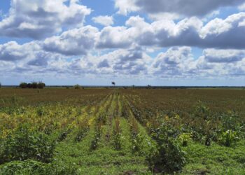 Las lluvias de 'Alberto' salvan el ciclo de siembra Primavera-Verano anuncia Desarrollo Rural municipal.