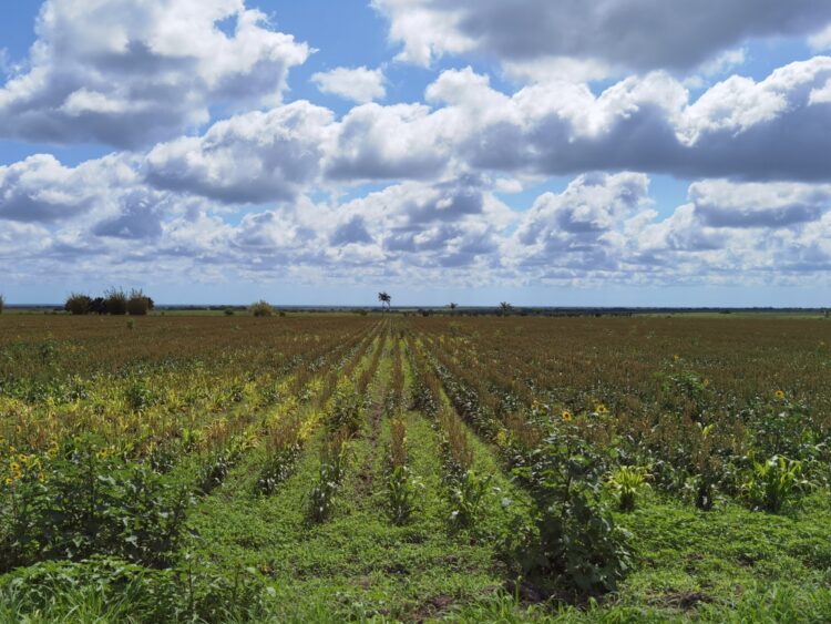 Las lluvias de 'Alberto' salvan el ciclo de siembra Primavera-Verano anuncia Desarrollo Rural municipal.