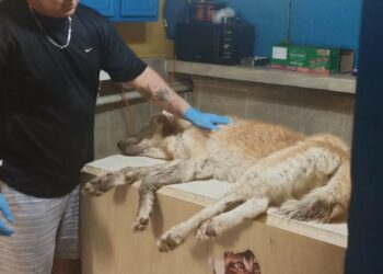 Rescata Gobierno de Reynosa a husky por maltrato animal