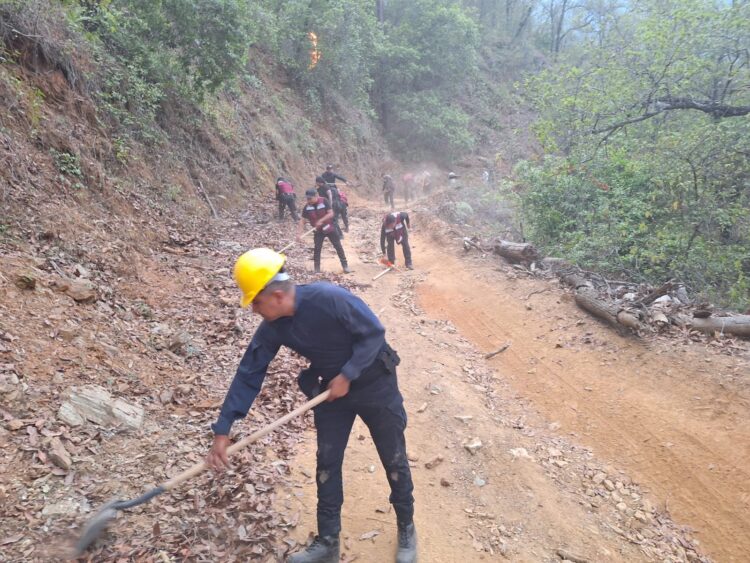 Reforestarán el cañón del Novillo
