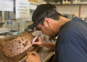 Desarrolla UAT bioinsecticida para combatir plagas que afectan la apicultura