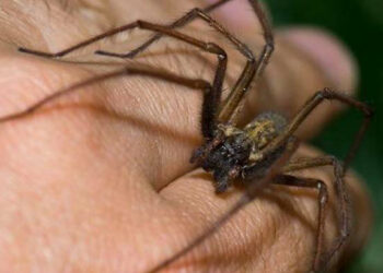 Alertan por aparición de animales ponzoñosos por condiciones climatológicas