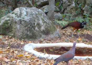 Ante intensa ola de calor en Tamaulipas se concretan acciones en pro de la fauna, con el apoyo de la sociedad | Foto: Cortesía